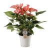 Anthurium Livium Red Plant Price in Dubai, UAE