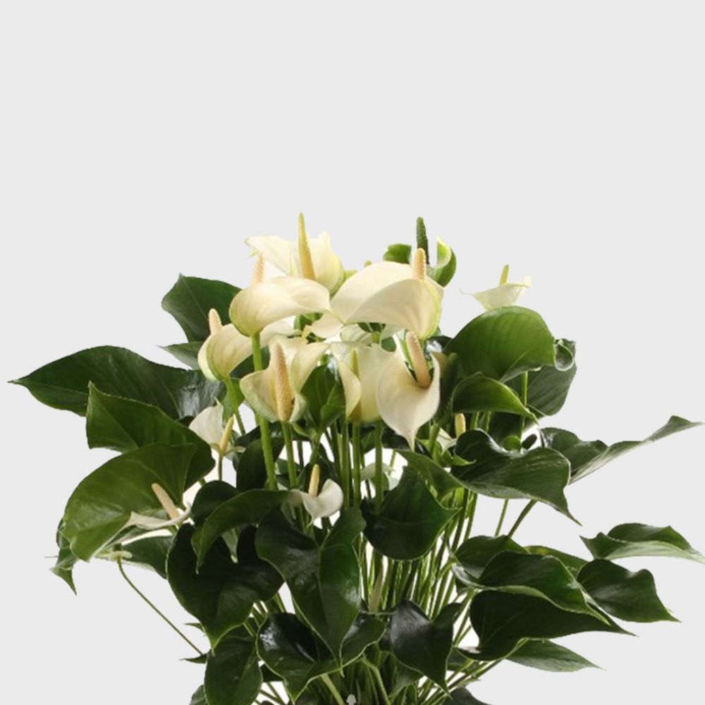 Anthurium White Champion Plant Price in Dubai, UAE - Image 2