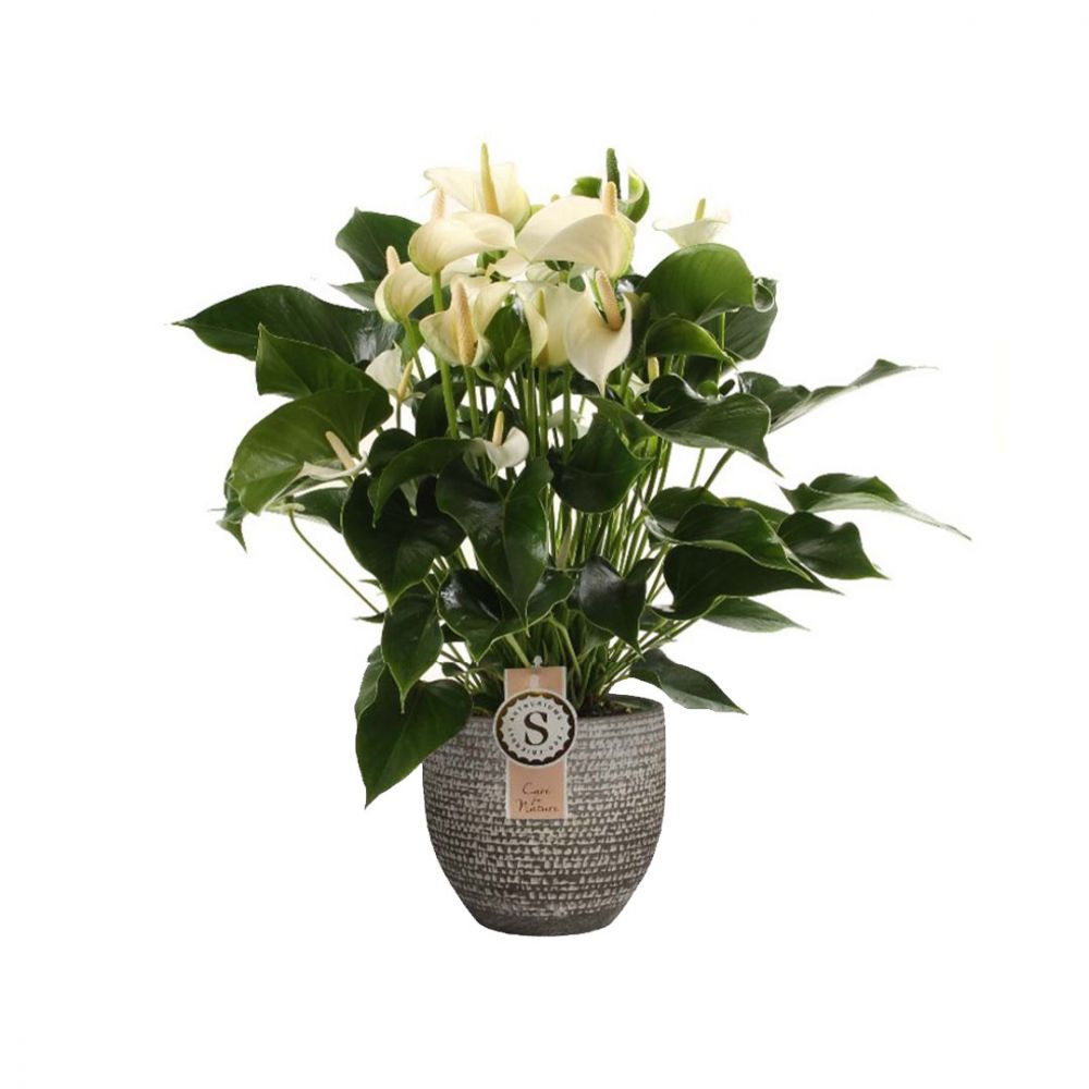 Anthurium White Champion Plant Price in Dubai, UAE