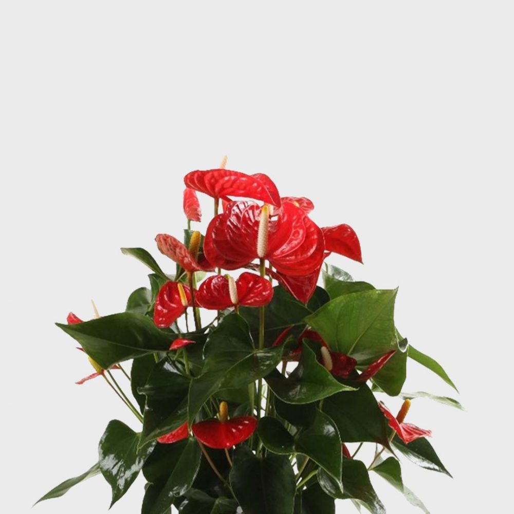 Anthurium Red Champion Plant Price in Dubai, UAE - Image 2