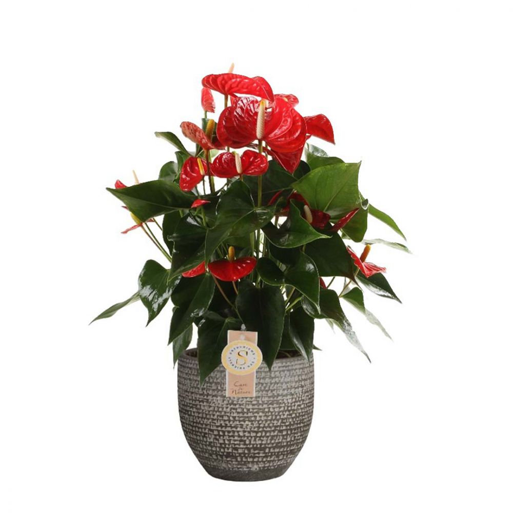 Anthurium Red Champion Plant Price in Dubai, UAE