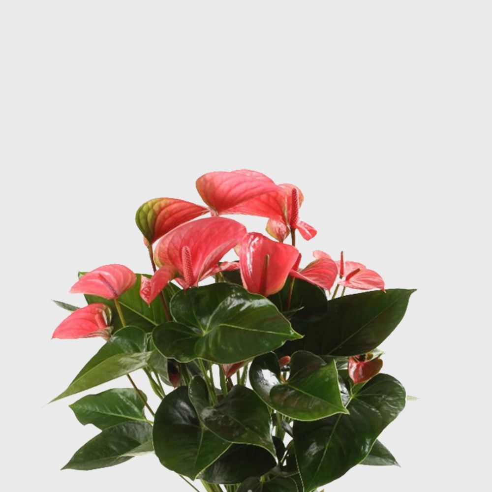 Anthurium Pink Champion Plant Price in Dubai, UAE - Image 2