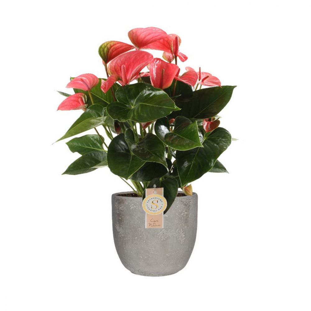 Anthurium Pink Champion Plant Price in Dubai, UAE
