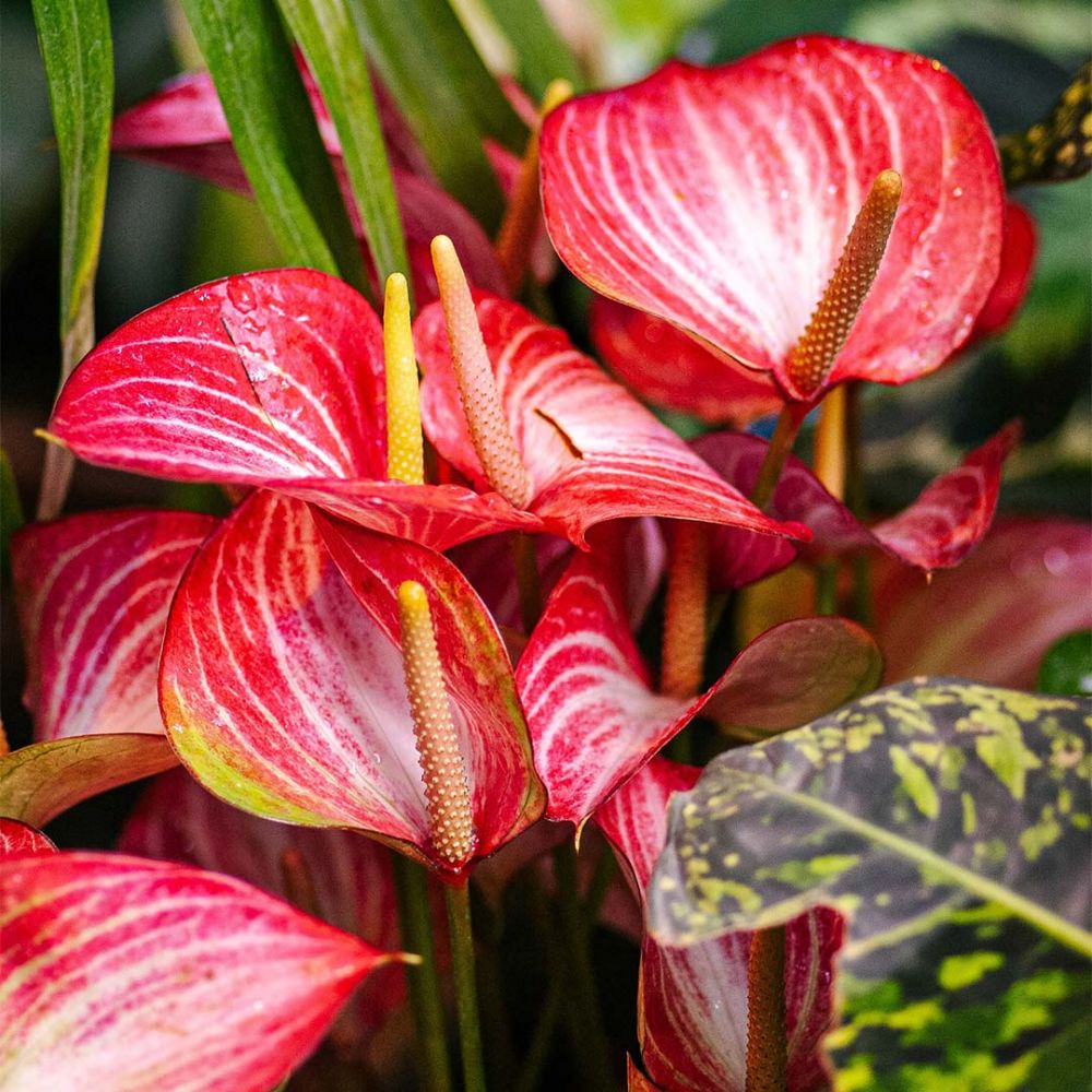 Anthurium Livium Red Plant Price in Dubai, UAE - Image 2