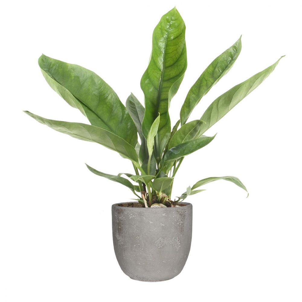Anthurium Jungle King Plant Price in Dubai, UAE