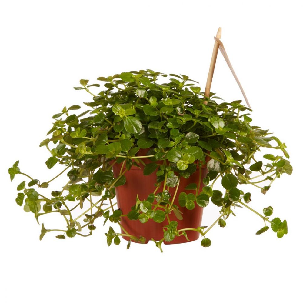 Pilea Depressa Sao Paulo Plant Price in Dubai, UAE