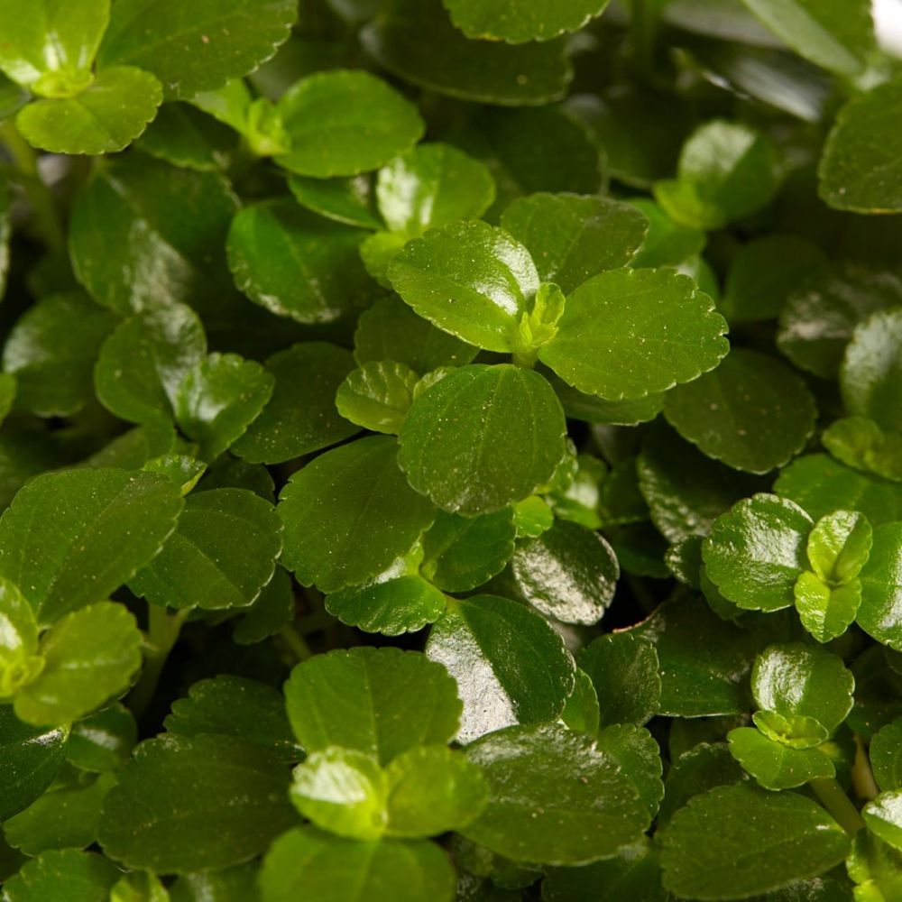 Pilea Depressa Sao Paulo Plant Price in Dubai, UAE - Image 2