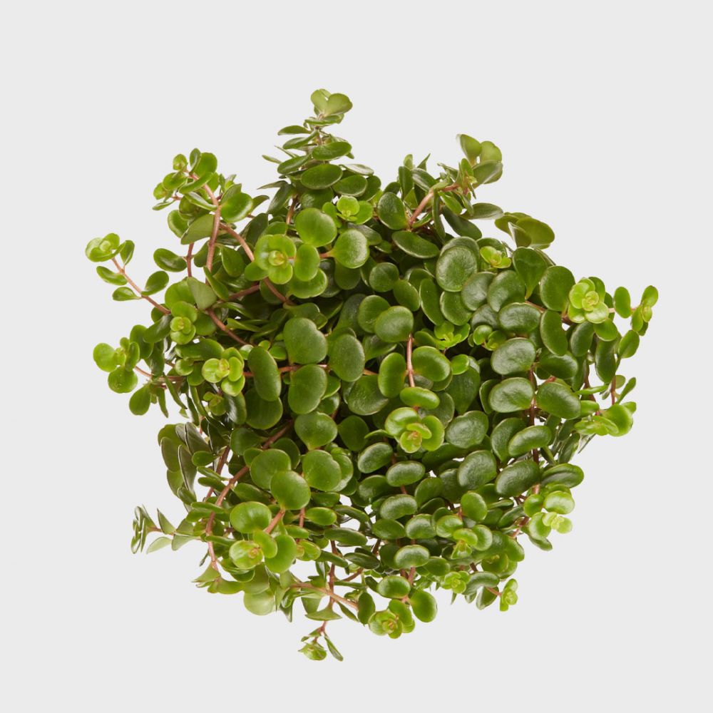 Sedum Tornado Plant Price in Dubai, UAE - Image 2