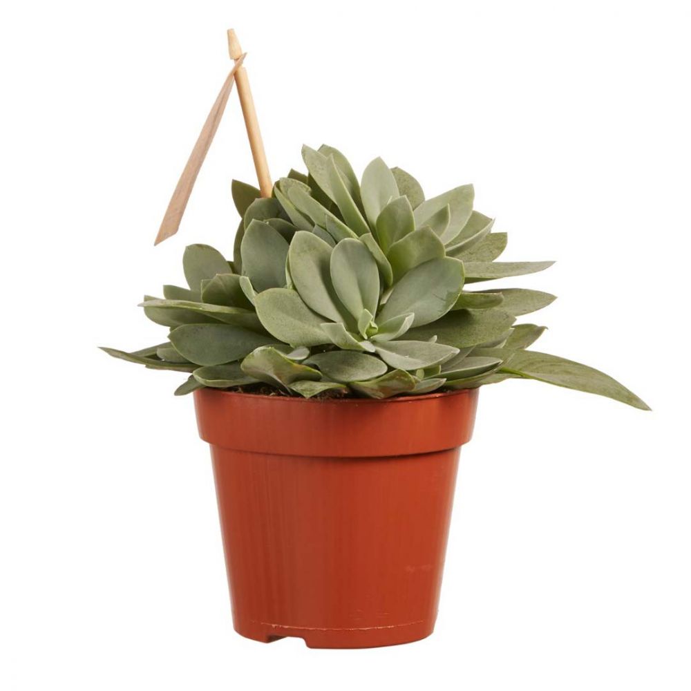 Senecio cephalophorus Plant Price in Dubai, UAE