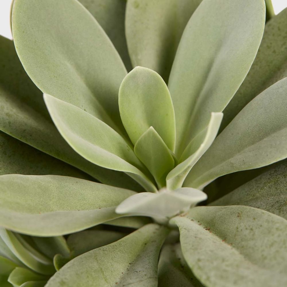 Senecio cephalophorus Plant Price in Dubai, UAE - Image 2