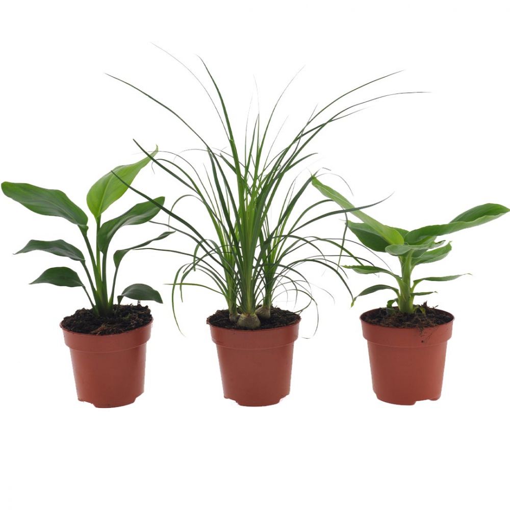 Paradise plant mix Plant Price in Dubai, UAE