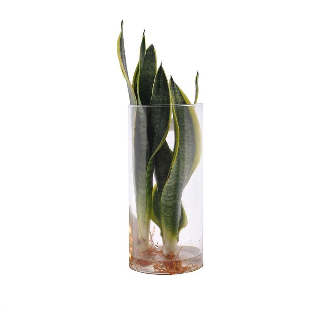 Sansevieria Laurentii Plant Price in Dubai, UAE