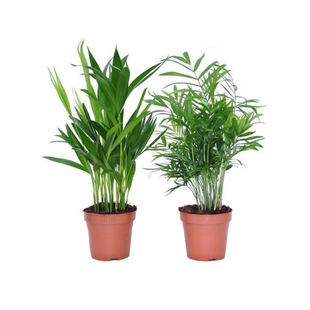 Mini palm set Plant Price in Dubai, UAE