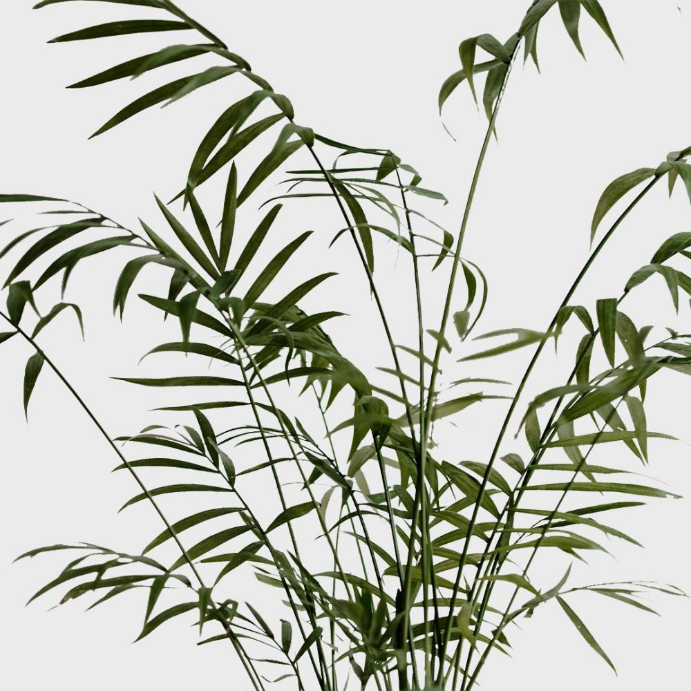 Mini palm set Plant Price in Dubai, UAE - Image 2