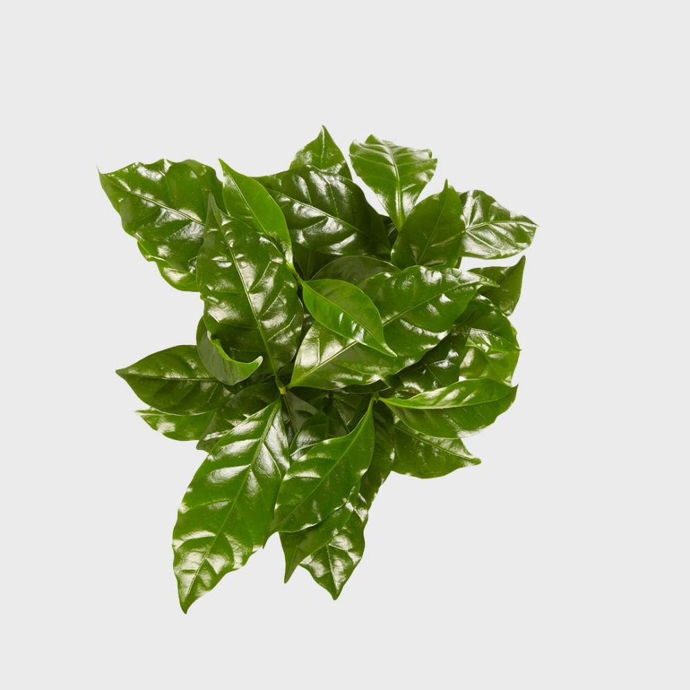 Plant mix in Elho Vibes Fold Plant Price in Dubai ,UAE - Image 2