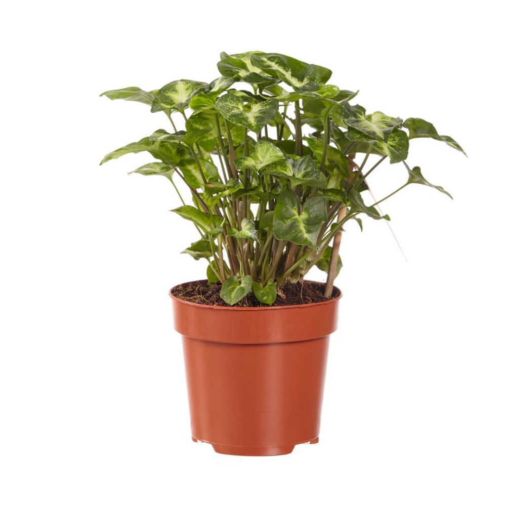 Syngonium Pixie Plant Price in Dubai, UAE