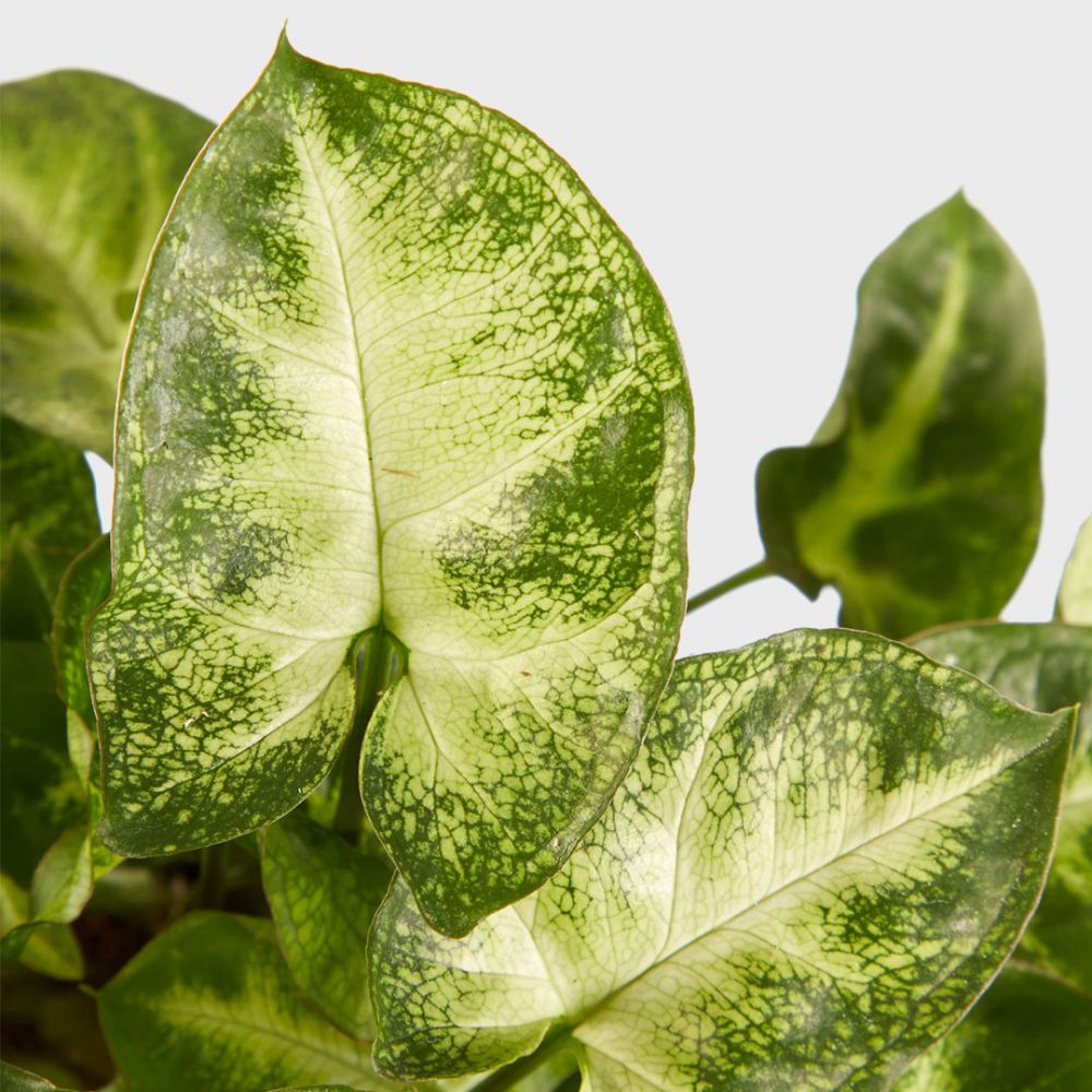 Syngonium Pixie Plant Price in Dubai, UAE - Image 2