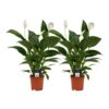 Spathiphyllum Vivaldi duo Plant Price in Dubai, UAE