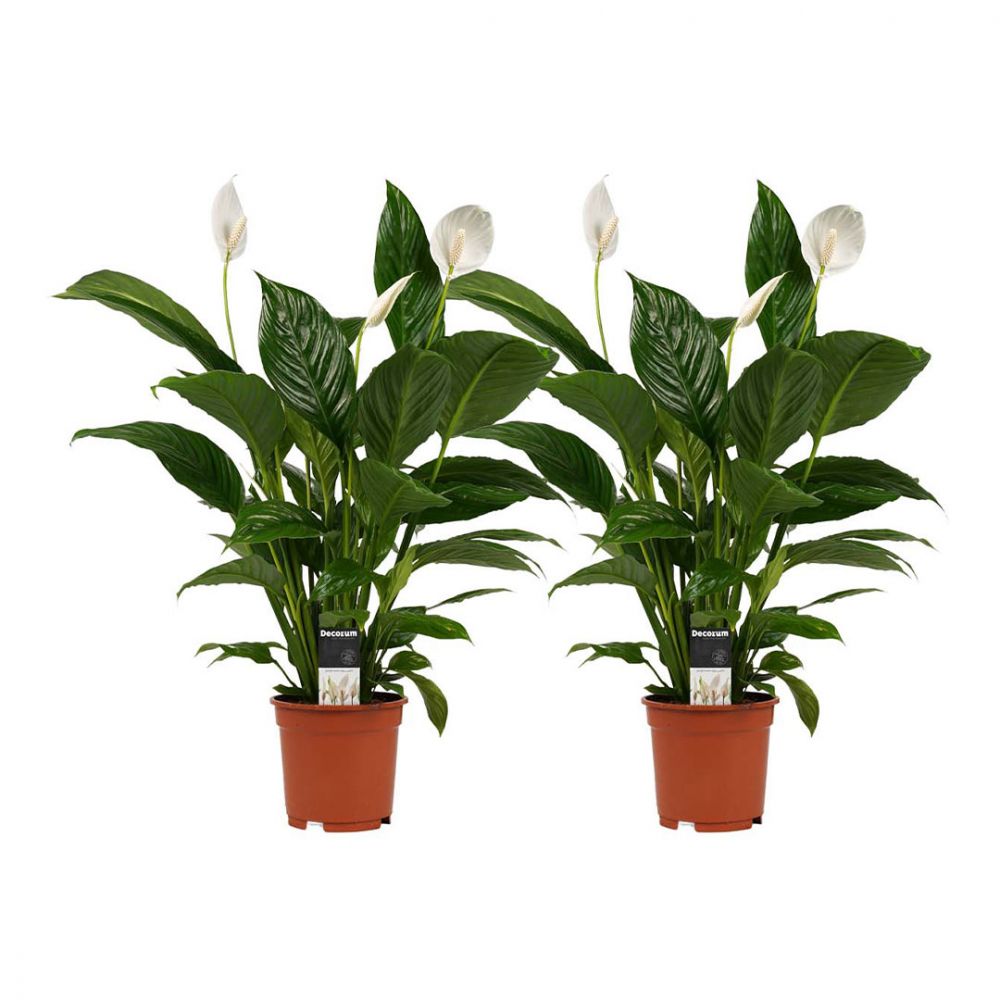 Spathiphyllum Vivaldi duo Plant Price in Dubai, UAE