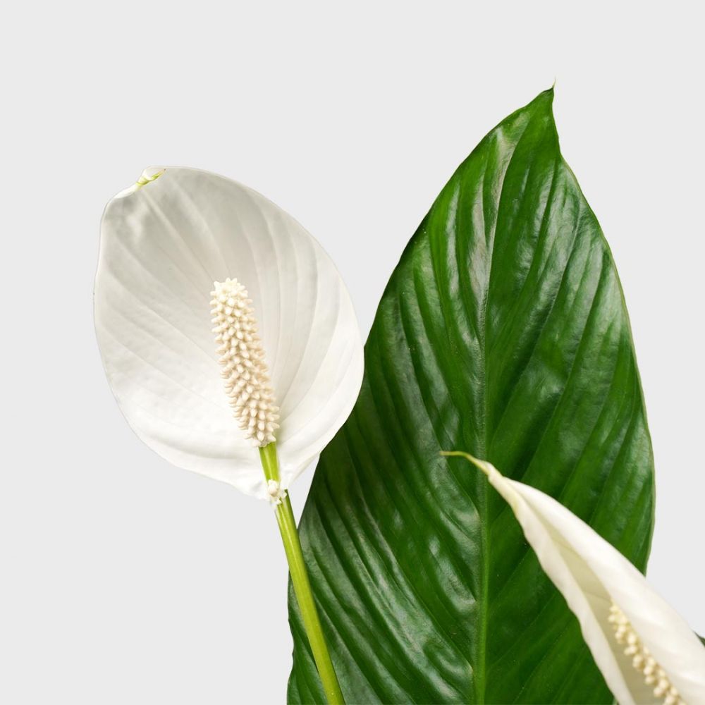 Spathiphyllum Vivaldi duo Plant Price in Dubai, UAE - Image 2