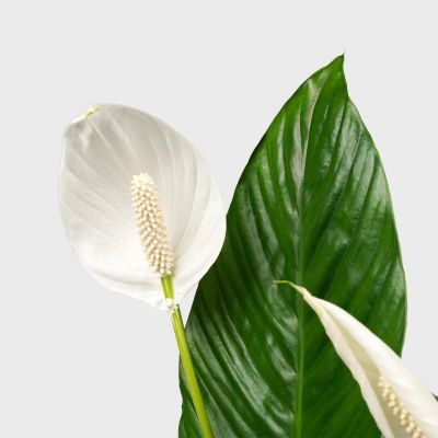 Spathiphyllum Vivaldi duo Plant Price in Dubai, UAE - Image 2