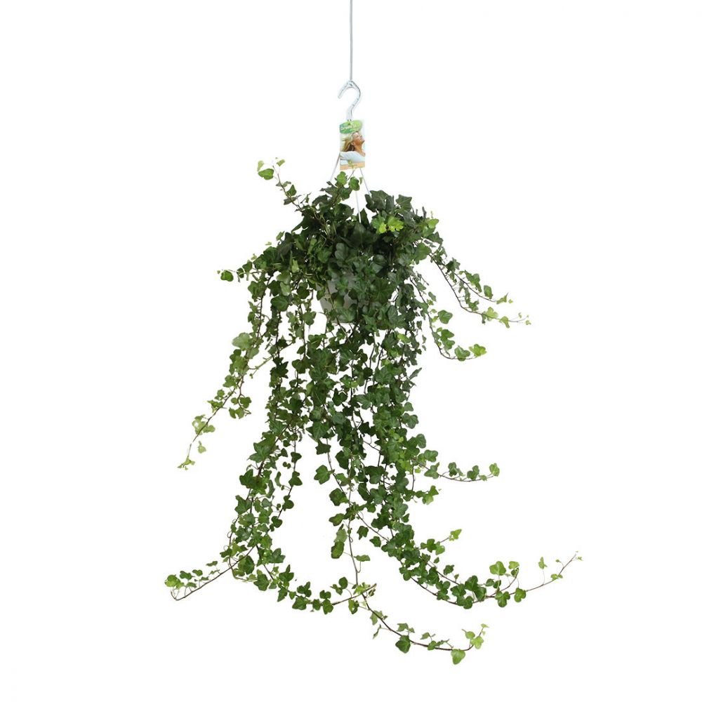 Hedera helix Wonder Plant Price in Dubai, UAE