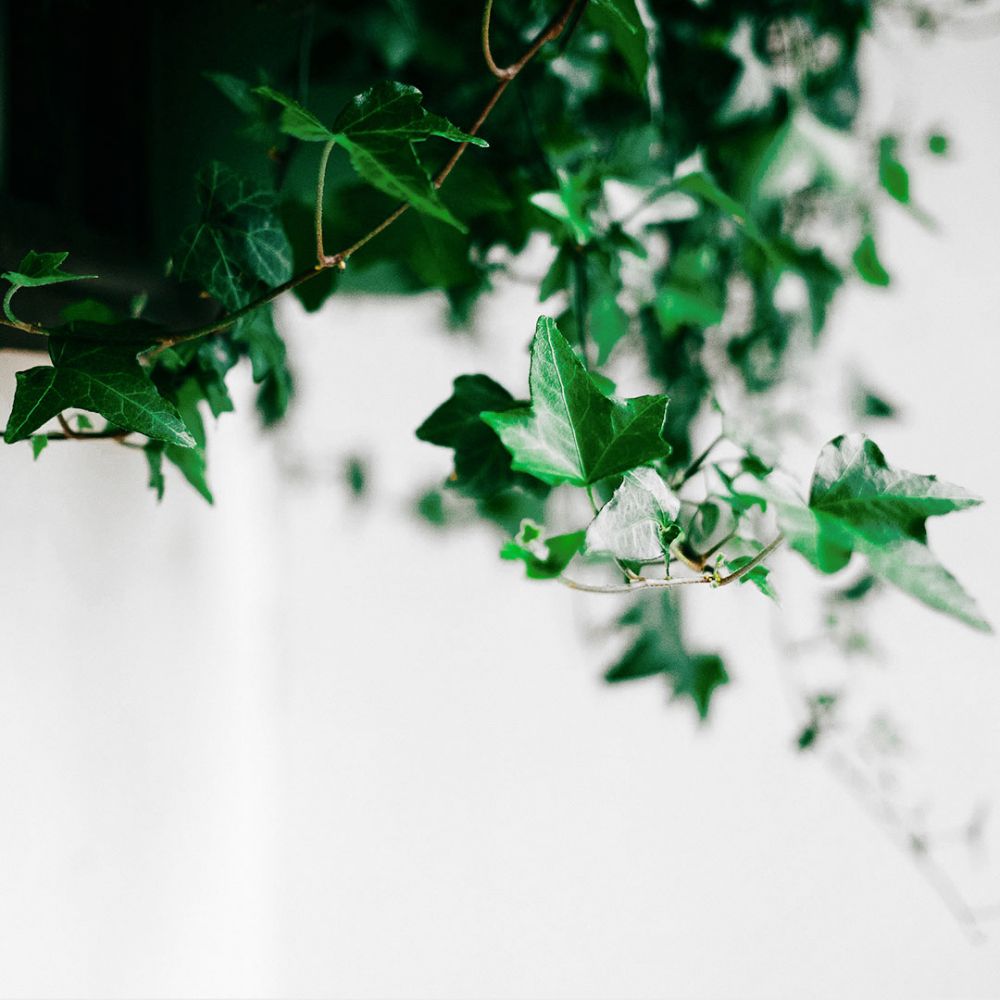 Hedera helix Wonder Plant Price in Dubai, UAE - Image 2