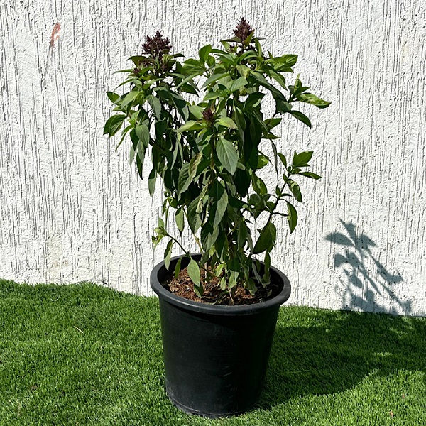 Ocimum Basilicum or Rehan Herb Plant Price in Dubai, UAE