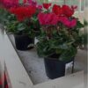 Cyclamen Price in Dubai, UAE