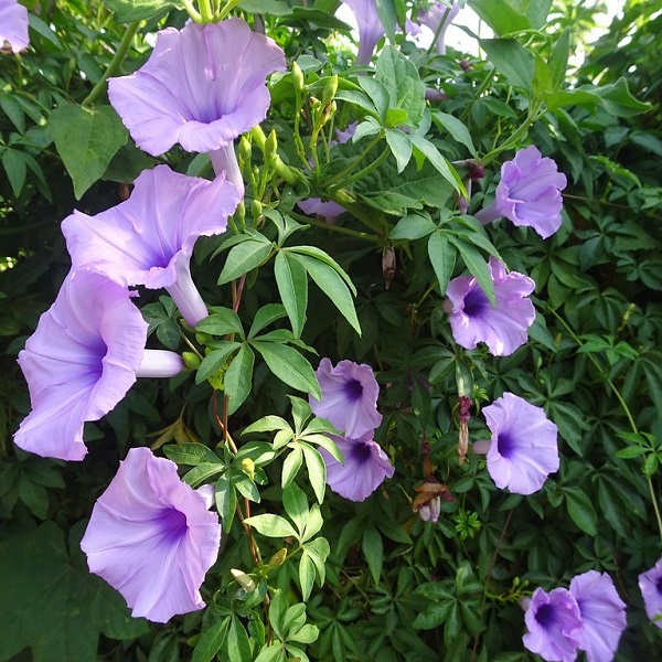 Ipomoea cairica, Cairo morning glory or coast morning glory Plant Price in Dubai, UAE