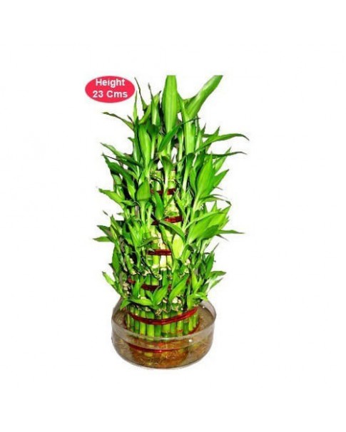 Lucky Bamboo - 5 Layer Price in Dubai, UAE