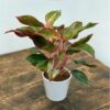 Aglaonema Creta 30 To 35cm Potted Price in Dubai, UAE