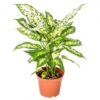 Aglaonema Snow White 60 Cm Price in Dubai, UAE