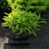 Alternanthera Green Price in Dubai, UAE