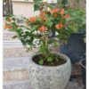 Bougainvillea Orange In Rustic Pot Price in Dubai, UAE
