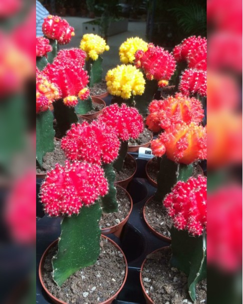 Cactus Price in Dubai, UAE