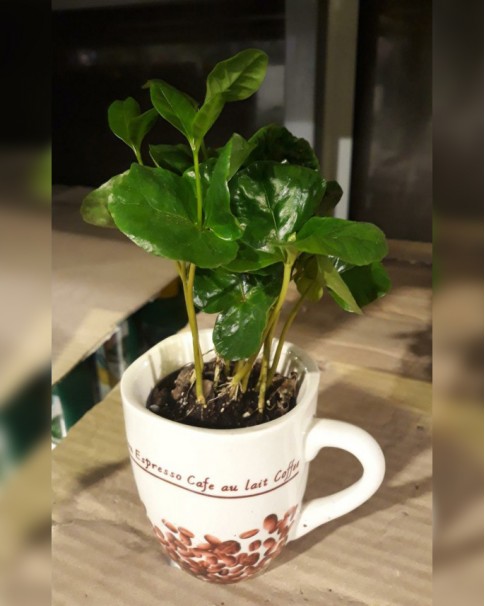 Coffea Arabica Price in Dubai, UAE