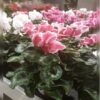 Cyclamen Pink Price in Dubai, UAE