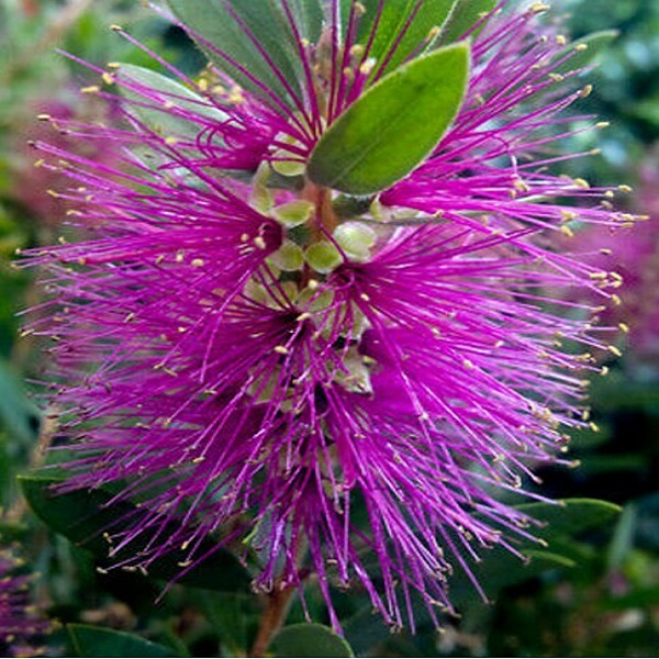 Callistemon Viminalis Price in Dubai, UAE
