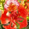 Delonix Regia Price in Dubai, UAE