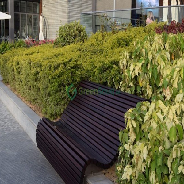 Duranta repens, Duranta Gold or Golden Plant Price in Dubai, UAE