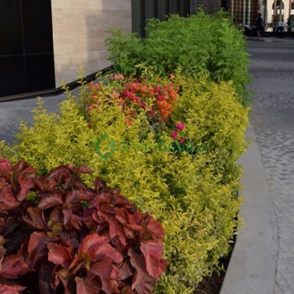 Duranta repens, Duranta Gold or Golden Plant Price in Dubai, UAE - Image 2