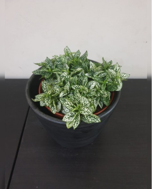 Fittonia Price in Dubai, UAE