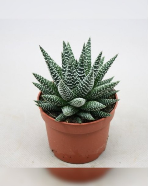 Cactus Price in Dubai, UAE