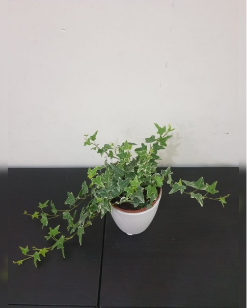 Haworthia 10.5 Cm Price in Dubai, UAE