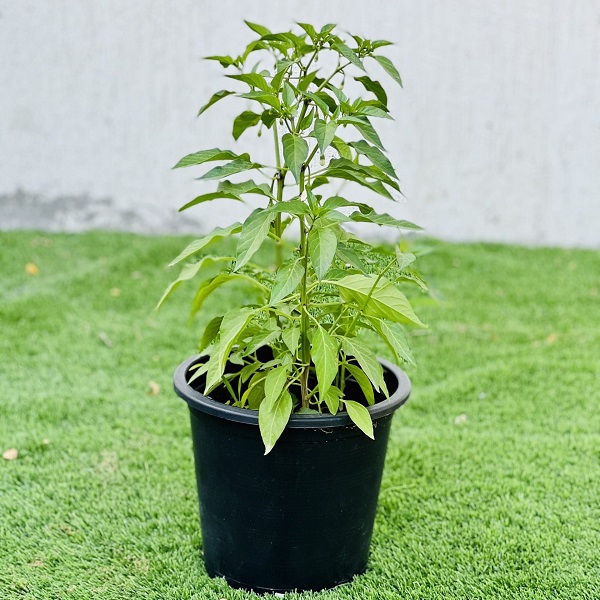 Hot Chili Plant Plant Price in Dubai, UAE