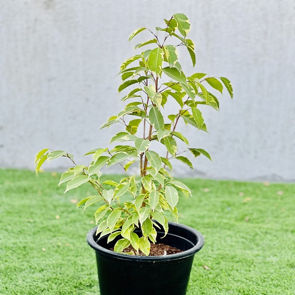 Ficus benjamina variegata “Variegated Weeping Fig” Plant Price in Dubai, UAE