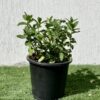 Mint Plant or Mentha Plant Price in Dubai, UAE
