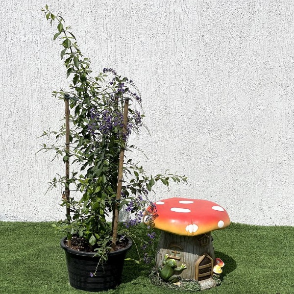 Duranta erecta or Duranta Green Plant Price in Dubai, UAE - Image 2
