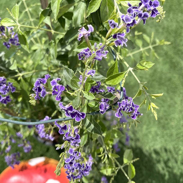 Duranta erecta or Duranta Green Plant Price in Dubai, UAE